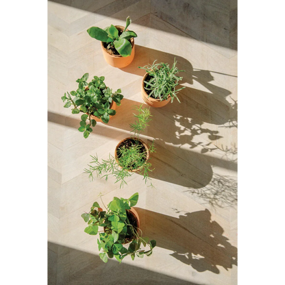 Tiny Terracotta Kit- Nordic Spruce